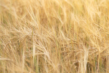 field of ears