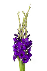 Obraz premium purple gladiolus flowers