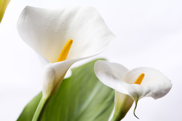 白背景のオランダカイウの花のアップ