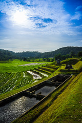 Rice terrace in Thailand