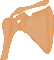 Shoulder Joint