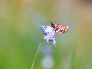 Butterfly Summer