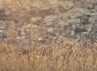 Grass at sunset, natural background