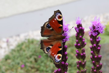Tagpfauenauge © C.Plischek