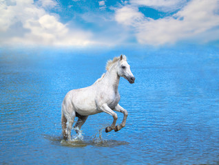 Plakat white horse