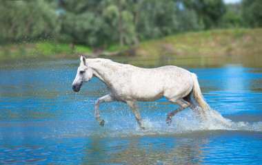 Obraz na płótnie Canvas whit horse