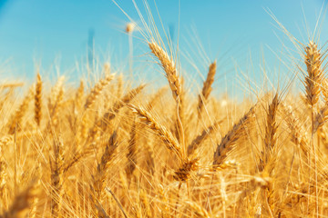 Gold wheat field and blue sky