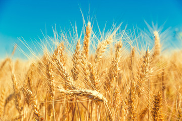 Gold wheat field and blue sky