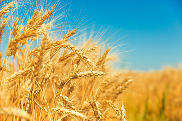 Gold wheat field and blue sky