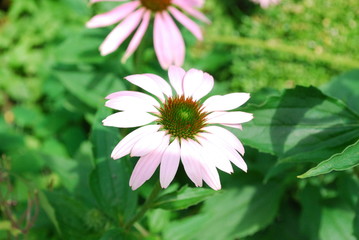 Fototapeta premium Blüte einer Echinacea, Sonnehut