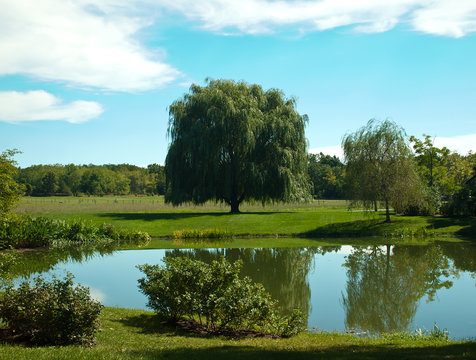 lush green landscape