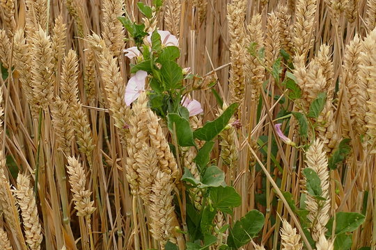 Ackerwinde, die sich am Weizen hochzieht. Sch&ouml;nes Sommerbild in Nahaufnahme