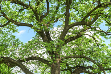 Green Tree Branches In Wood Forest