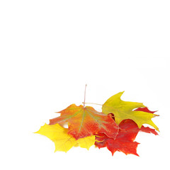 Bunte Herbstblätter, Ahornblätter, Freisteller, isoliert, auf weiß