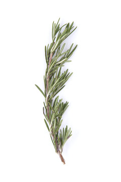 The branch of rosemary on a white background..