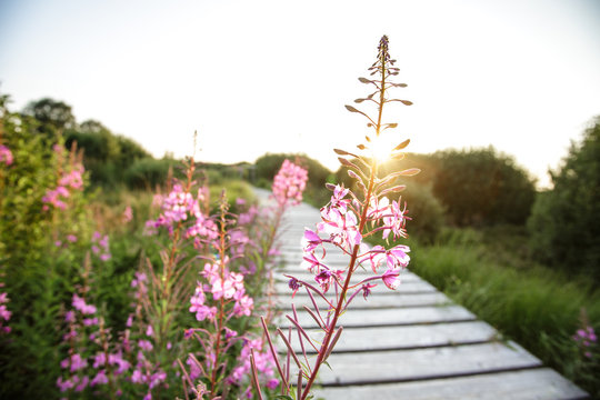 Blume in unber&uuml;hrter Natur mit steg im gegenlicht der untergehenden Sonne
