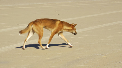 Fototapeta na wymiar dingo, australia