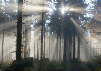 Lichtstrahlen brechen durch den Nebel im Herbstwald