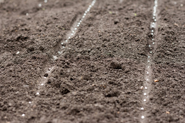 Sow seeds
