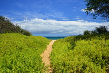 A path to the ocean