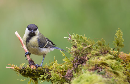 m&eacute;sange charbonni&egrave;re