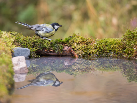 m&eacute;sange charbonni&egrave;re