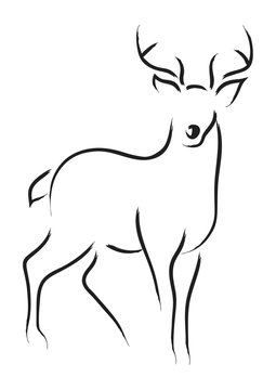 Deer