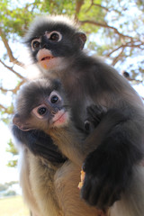 Mother Langur Primate Monkey with Youngster, scanning the surroundings for friend and foe. These langurs live in an open wild sanctuary in Thailand.