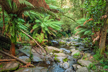 Creek in Maits Rest Rainforest Walk, Apollo Bay, Australia