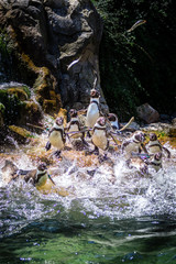 Pinguine bei Fütterung