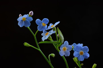 Forget me not flower