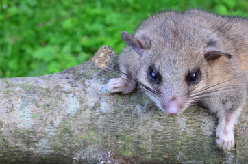 Dormouse on branch