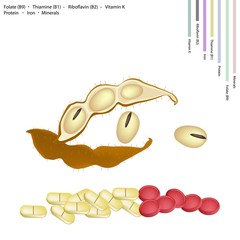 Soybean with Vitamin B9, B1, B2 and K