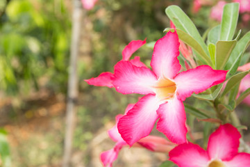 Adenium obesum (Desert Rose; Impala Lily; Mock Azalea)