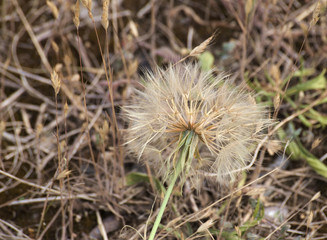 Goats beard (Tragopogon dubius) with pappus and seeds