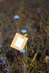 Blank card hanging on the flower chicory