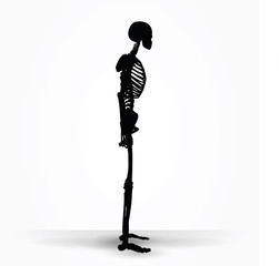 skeleton silhouette in standing pose