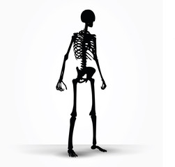 skeleton silhouette in standing pose