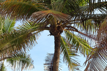 Obraz premium The Coconut Trees Under Blue Sky