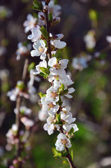 Flowering cherry branch