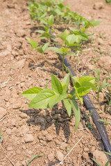 Organic Ocimum basilicum  vegetables farm