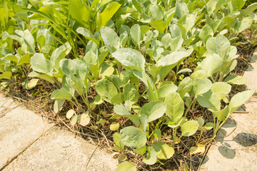 Organic .kale vegetables farm