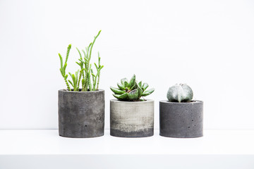 Three succulents or cactus in concrete pots over white backgroun