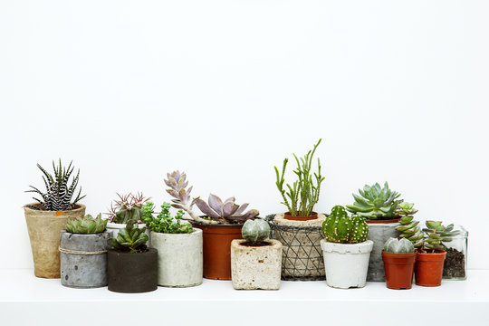 Veriety of Succulents and Cactus in different concrete pots on t