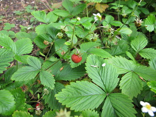 Walderdbeere, Fragaria vesca