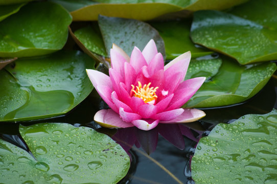 Wasserrosen am Teich.