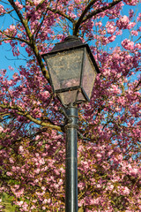 Jacaranda tree and lantern