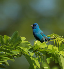 Fototapeta premium Indigo Bunting in the Meadow