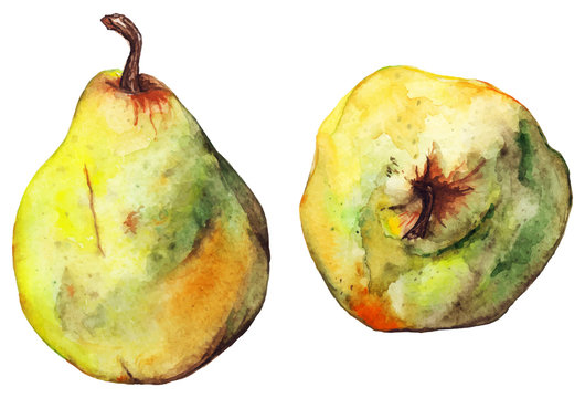 Watercolor two pair pears yellow green fruit vector isolated