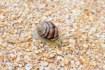 insect grape snail shells
